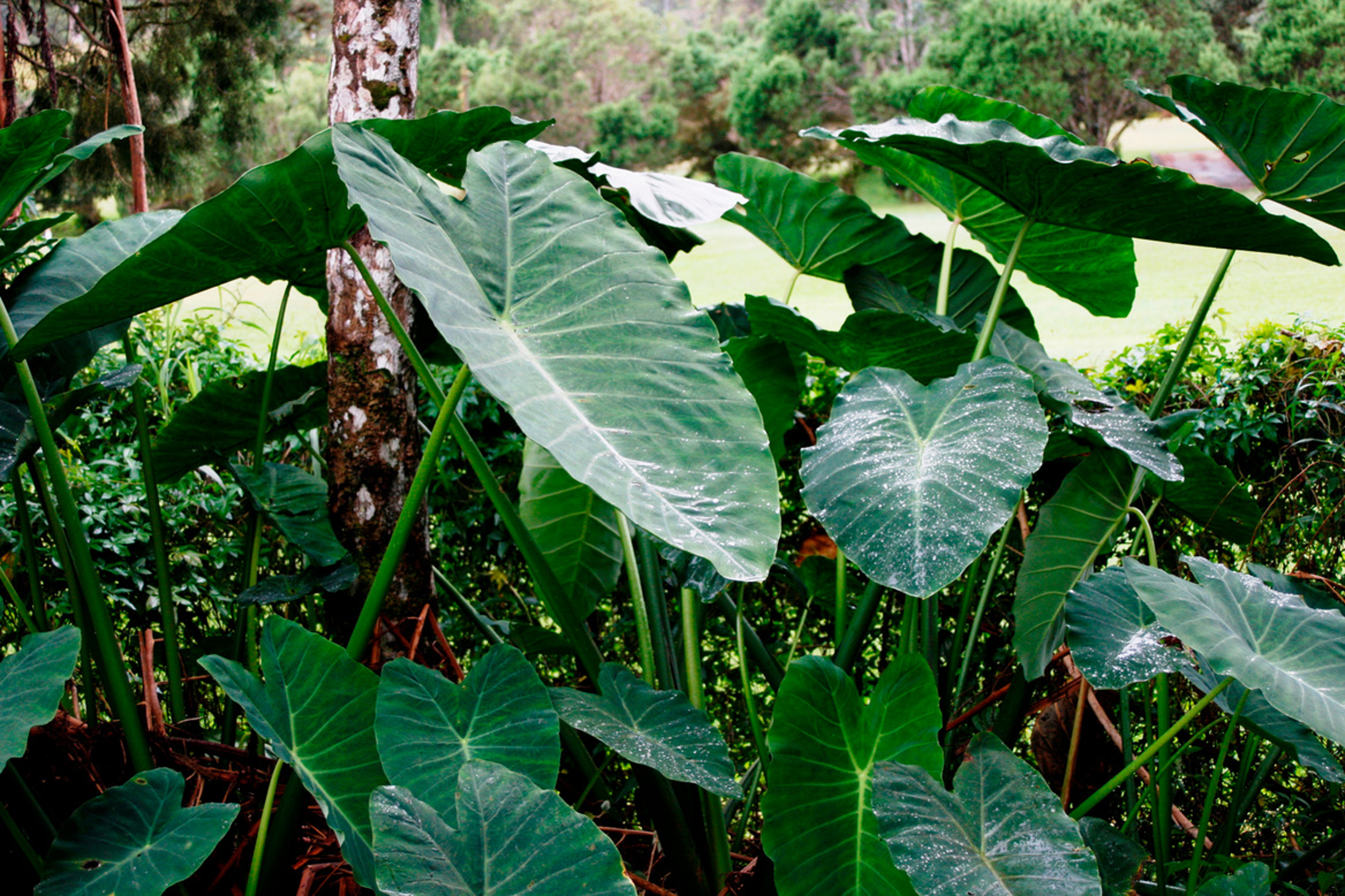 Alocasia